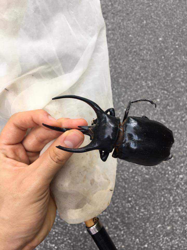 マレーシアで新種の昆虫を見つけたい！！ - CAMPFIRE (キャンプファイヤー)