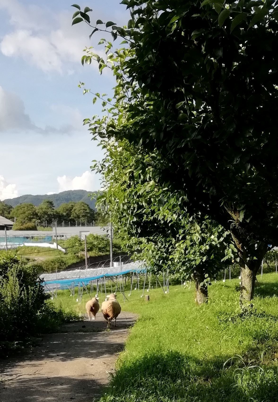 2番目のメイン画像