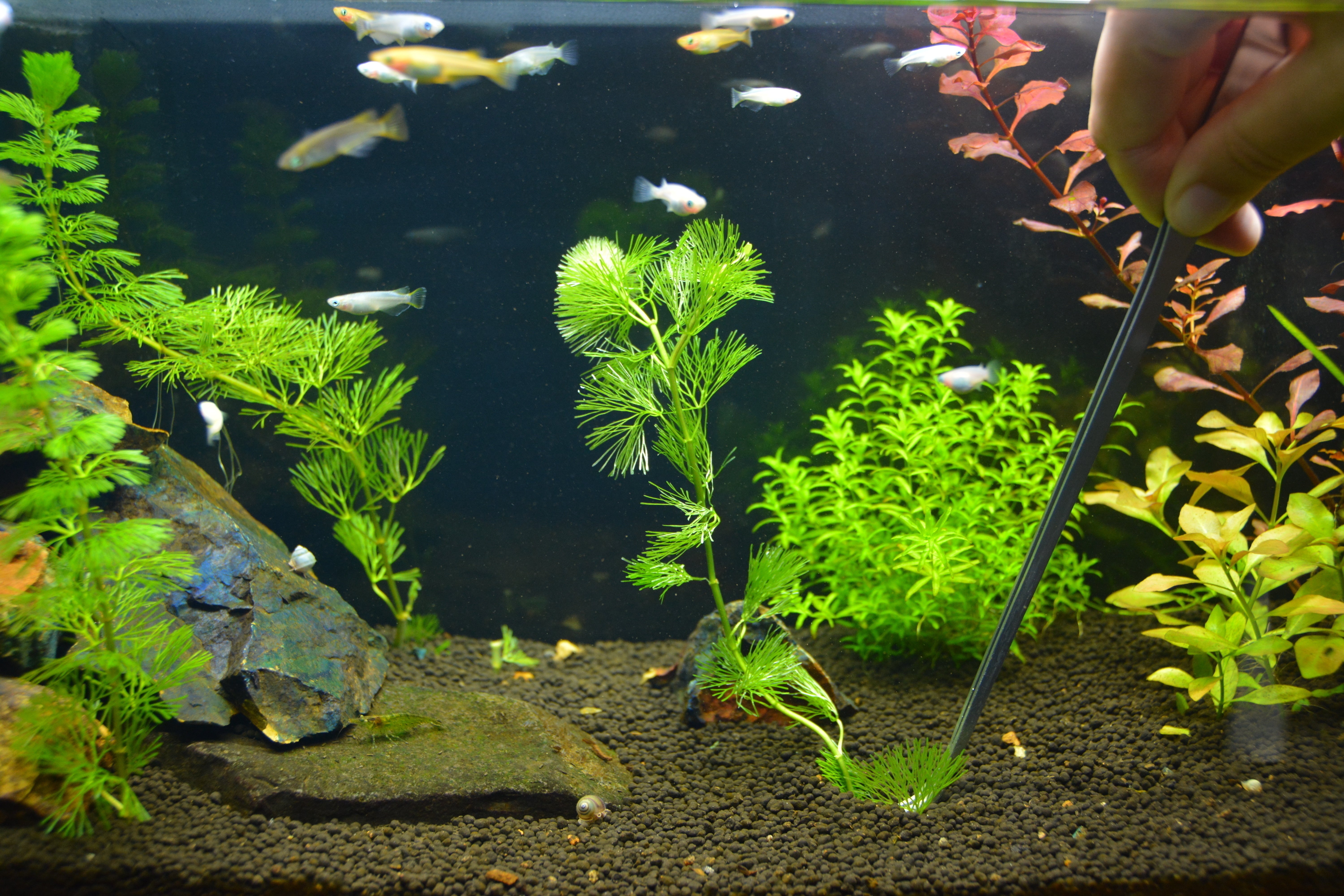 植えた水草が浮いてくる。そんなイライラを【かりねっこ】が解消。販売