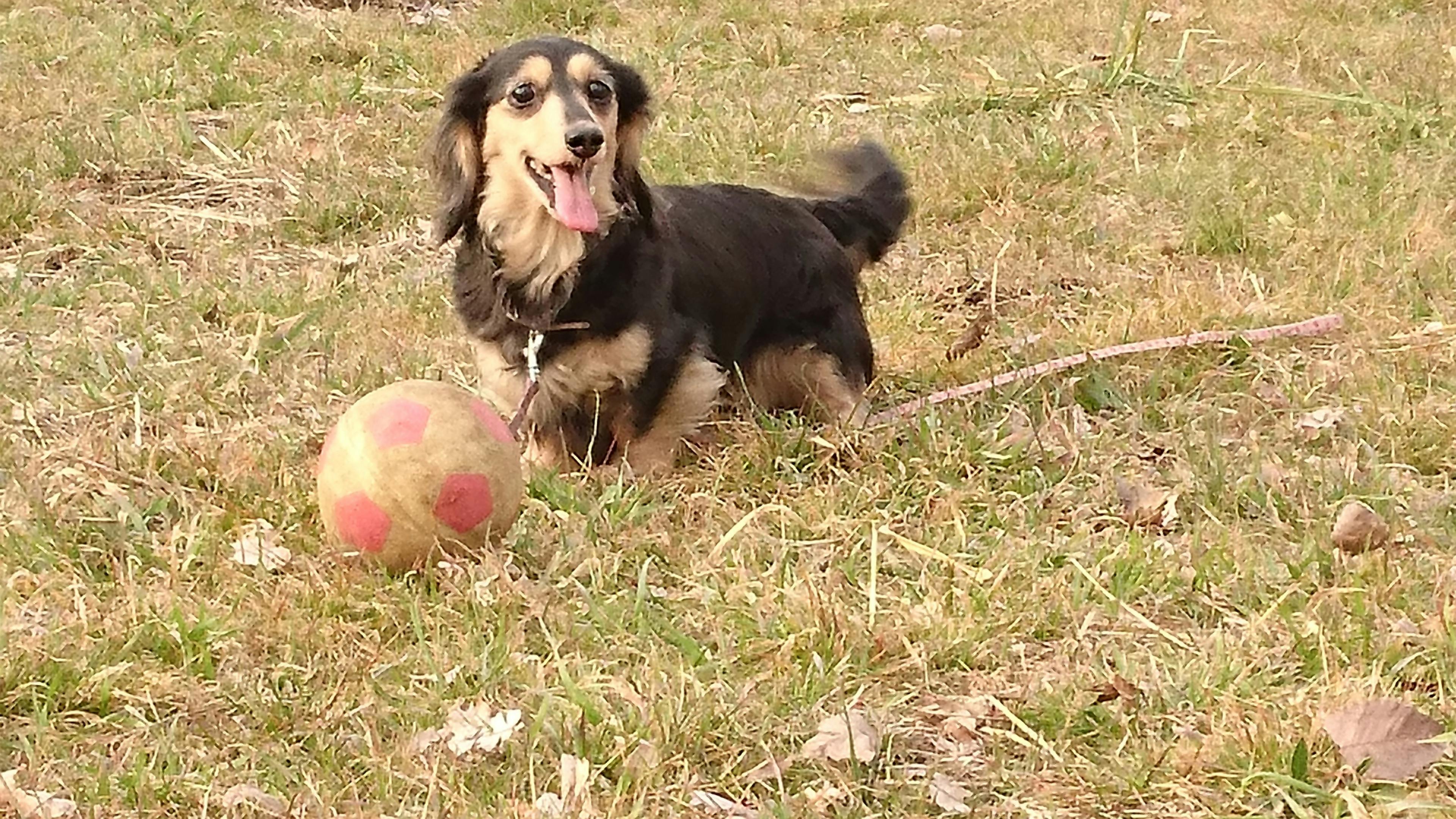 乳腺腫瘍の手術をして、助けたい！ - CAMPFIRE (キャンプファイヤー)