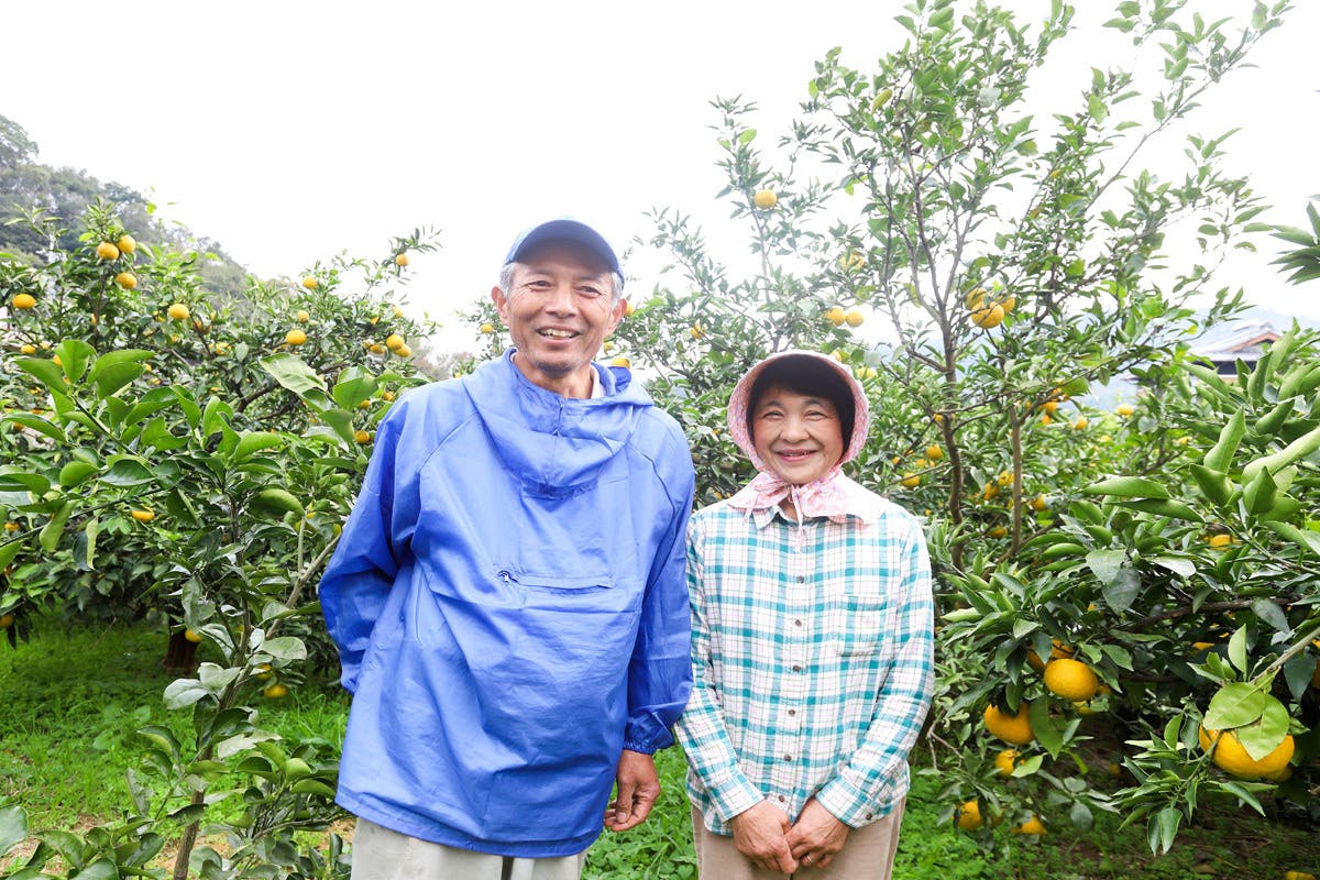 希少な柑橘じゃばらを多くの方のお手元にお届けするために苗を植樹して