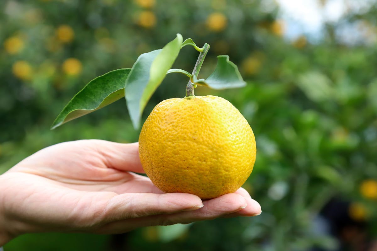 CAMPFIRE　希少な柑橘じゃばらを多くの方のお手元にお届けするために苗を植樹して普及させたい！　(キャンプファイヤー)