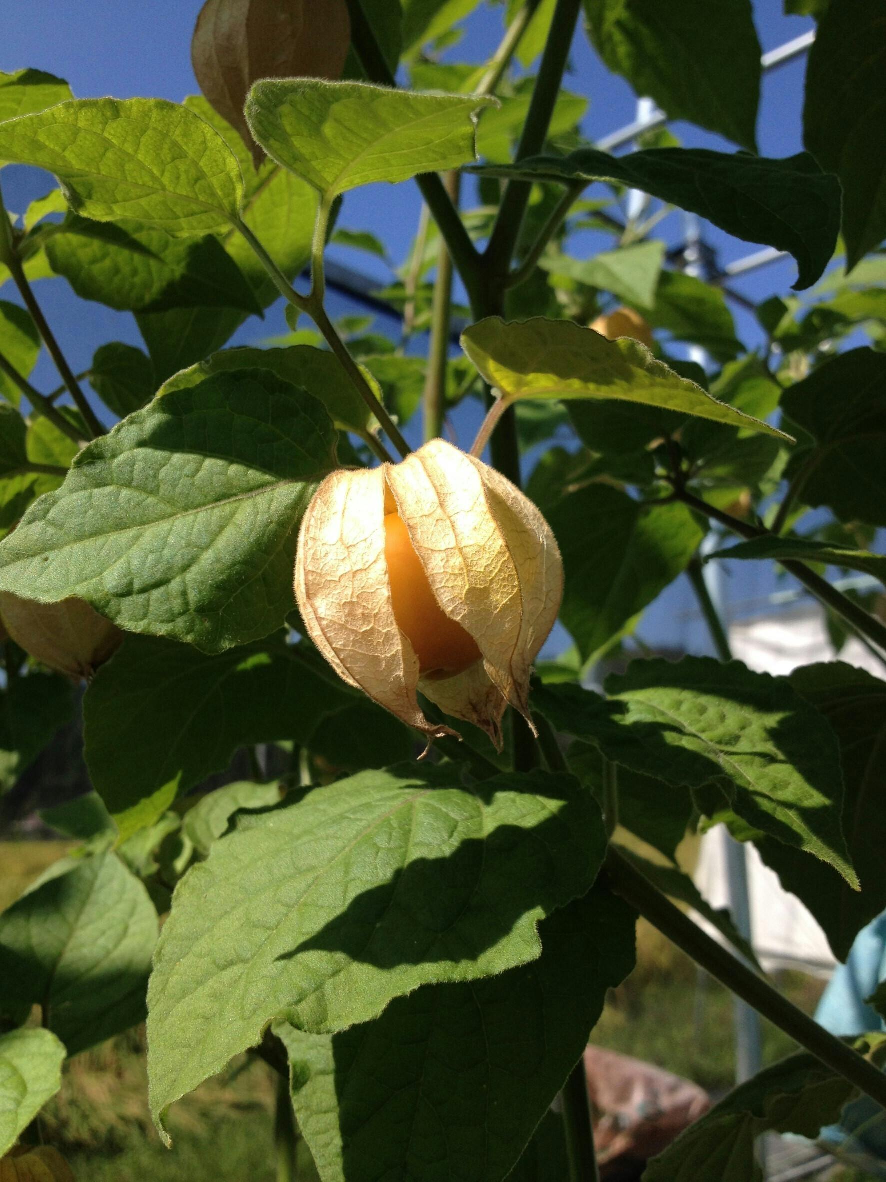 学生の手でフルーツほおずきの魅力を発信 東京浅草で 秋のほおずき市 を開催したい Campfire キャンプファイヤー 学生の手でフルーツほおずきの魅力を発信 東京浅草で 秋のほおずき市 を開催したい Campfire キャンプファイヤー