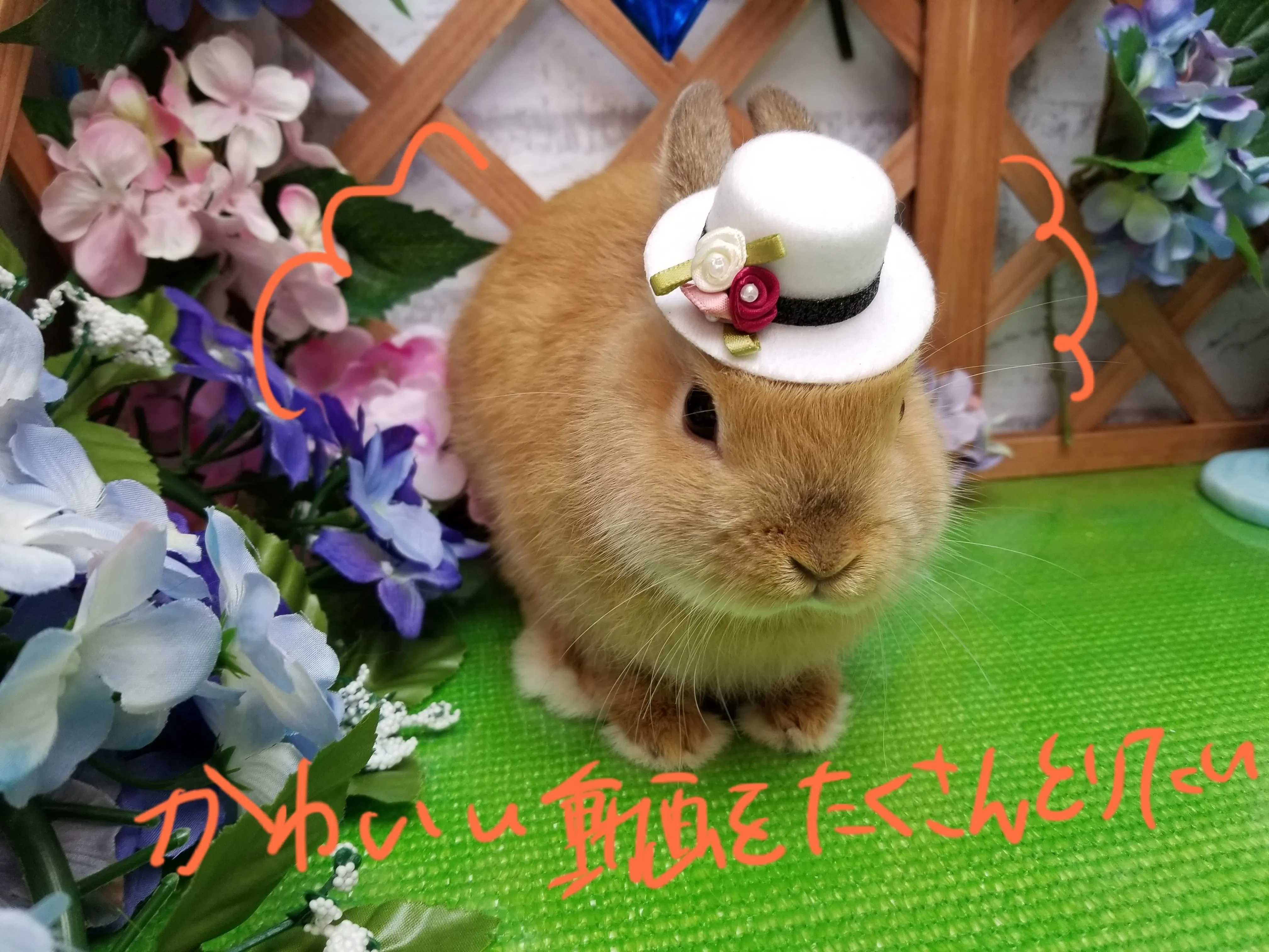 うさぎの遊びまわる姿を動画にしたい Campfire キャンプファイヤー うさぎの遊びまわる姿を動画にしたい Campfire キャンプファイヤー