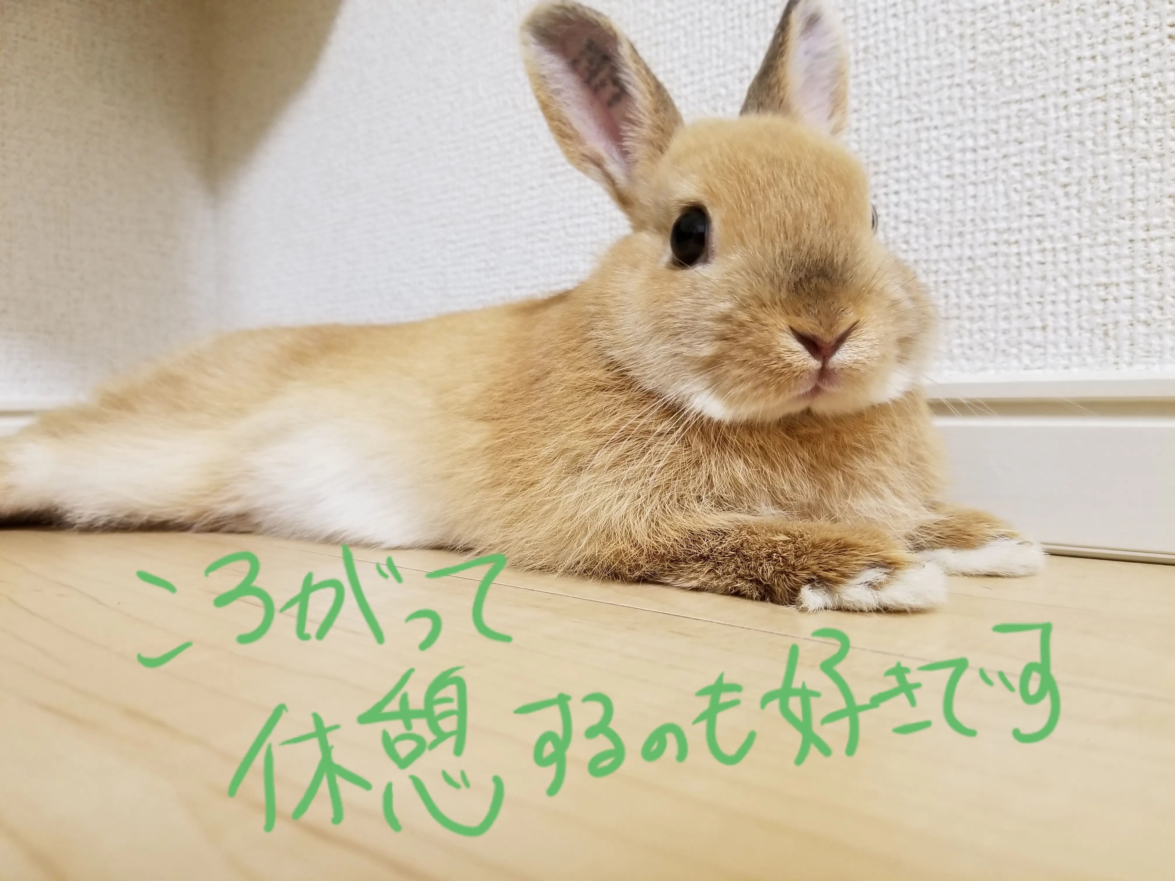 うさぎの遊びまわる姿を動画にしたい Campfire キャンプファイヤー うさぎの遊びまわる姿を動画にしたい Campfire キャンプファイヤー