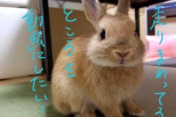 うさぎの遊びまわる姿を動画にしたい Campfire キャンプファイヤー うさぎの遊びまわる姿を動画にしたい Campfire キャンプファイヤー