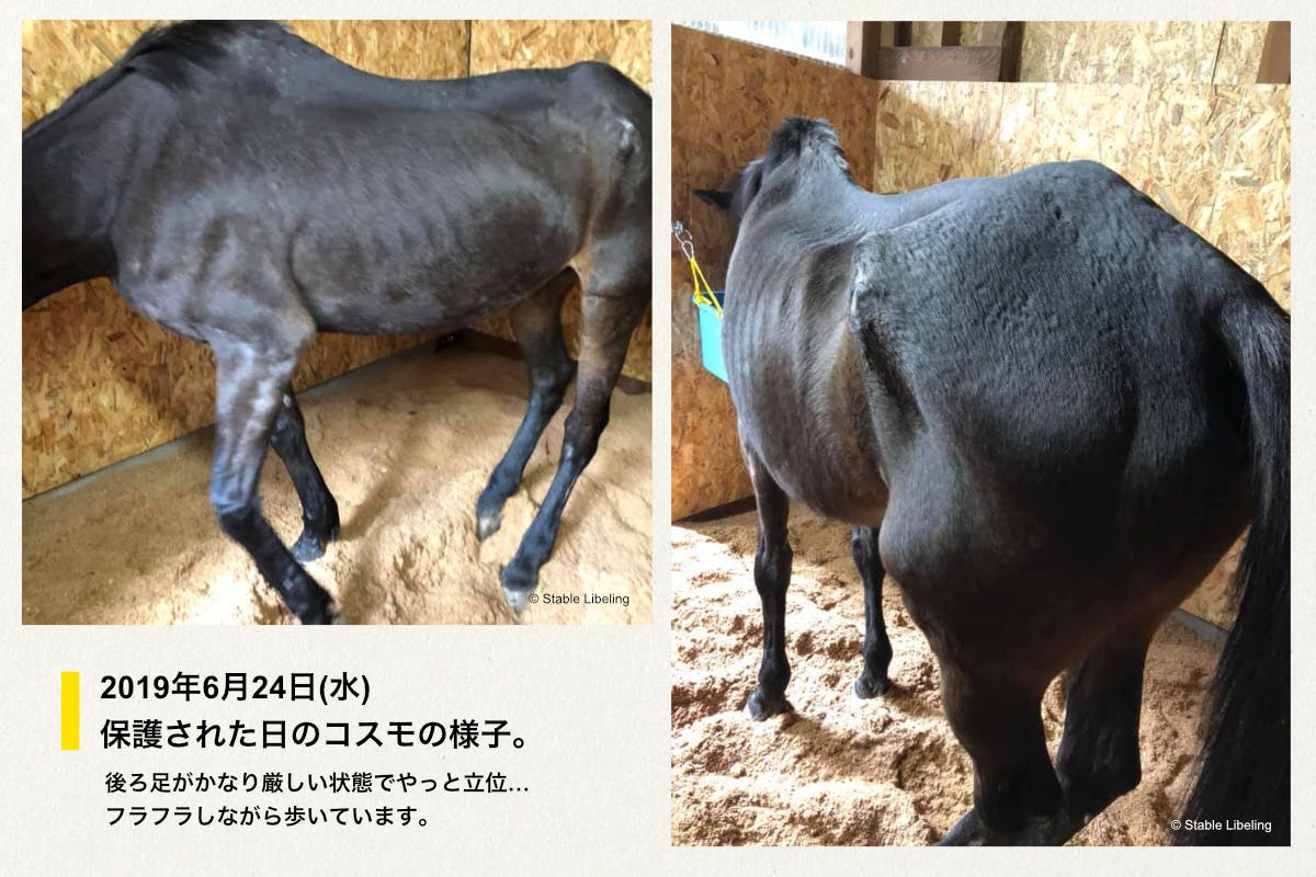 コスモを救おう 馬房増築費用や治療費のお願い Campfire キャンプファイヤー コスモを救おう 馬房増築費用や治療費のお願い Campfire キャンプファイヤー