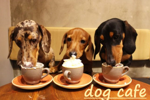 タイバンコクにて可愛い犬 フェネックがいるdog Animal Cafeを開く へのコメント Campfire キャンプファイヤー