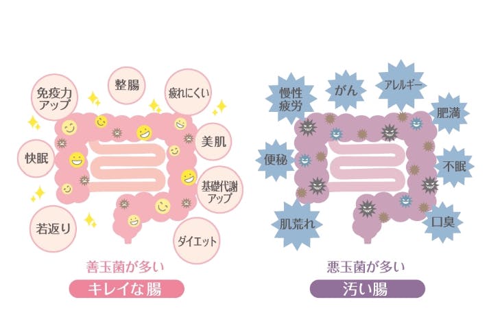 身体の中からリフレッシュ 免疫力 ダイエットサポートのサプリメントを作りたい Campfire キャンプファイヤー