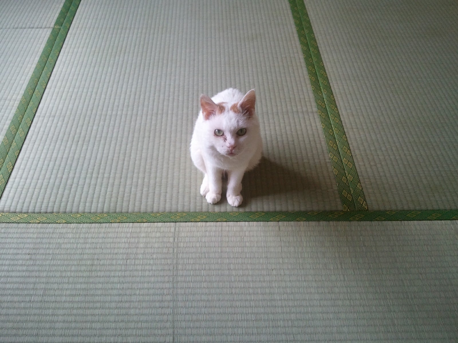 Stop 多頭崩壊 東京の猫カフェしらたま初 猫専門お掃除サービス Campfire キャンプファイヤー Stop 多頭崩壊 東京の猫カフェしらたま初 猫専門お掃除サービス Campfire キャンプファイヤー