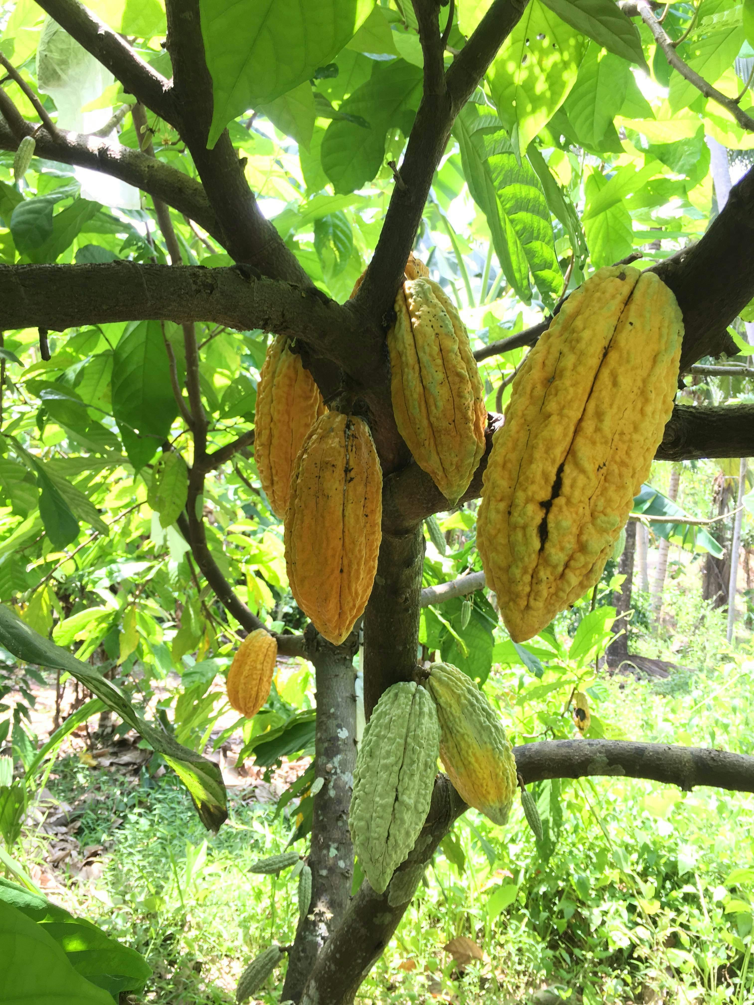 カカオのふるさとに行きたい Campfire キャンプファイヤー カカオのふるさとに行きたい Campfire キャンプファイヤー