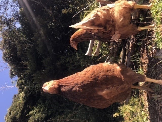 幸せに生きる鶏が育む卵を販売したい 放飼養鶏 Campfire キャンプファイヤー 幸せに生きる鶏が育む卵を販売したい 放飼養鶏 Campfire キャンプファイヤー