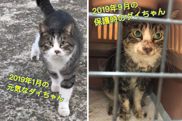 怪我をした保護猫ダイちゃんの治療費・入院費、今後の保護活動費にお 