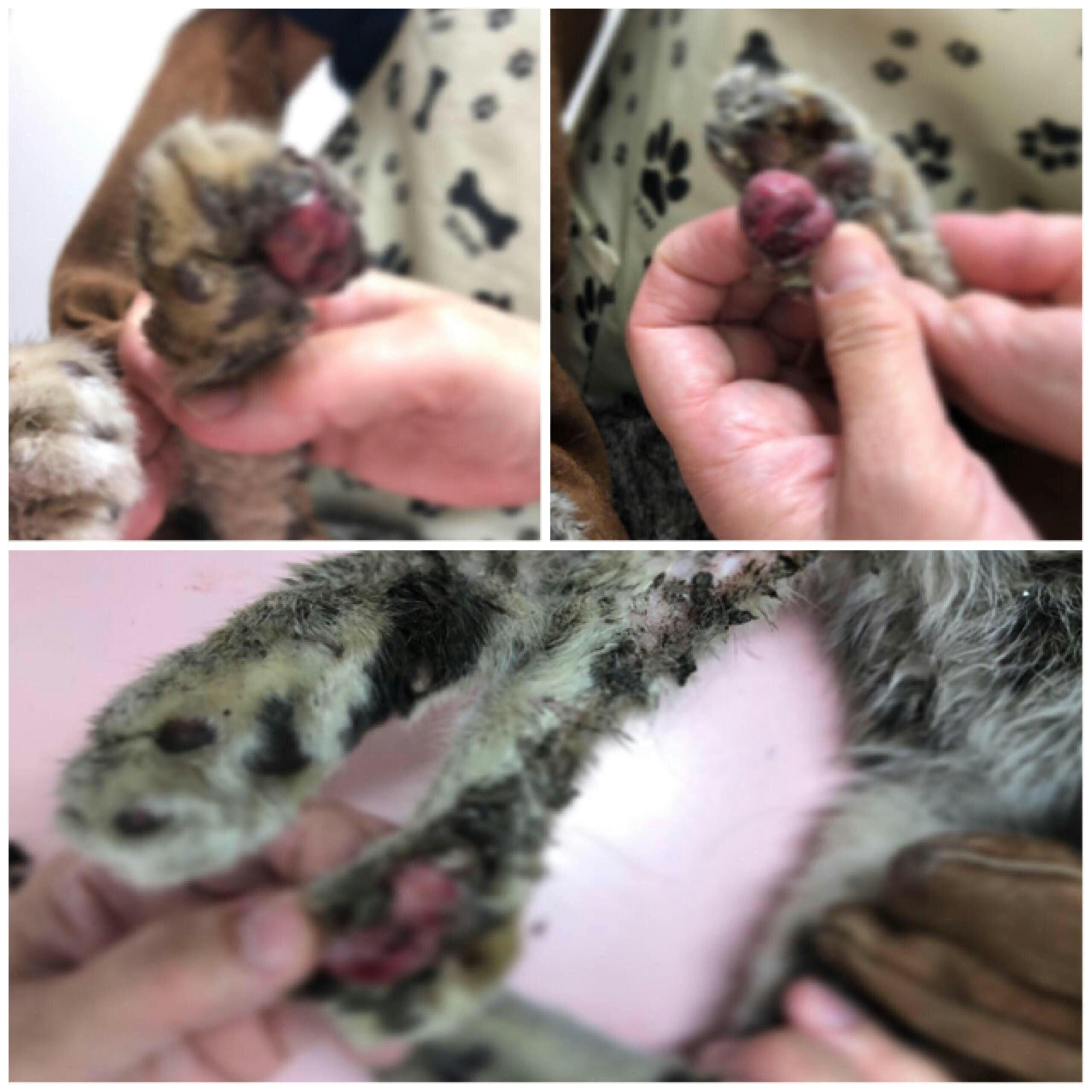 怪我をした保護猫ダイちゃんの治療費 入院費 今後の保護活動費にお力添えください Campfire キャンプファイヤー 怪我をした保護猫ダイちゃんの治療費 入院費 今後の保護活動費にお力添えください Campfire キャンプファイヤー