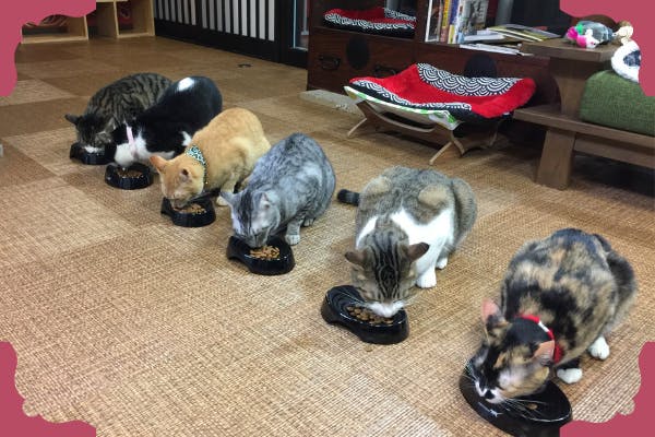 譲渡型 保護猫カフェ 廣島ねこ奉行 ファンクラブへのコメント Campfire キャンプファイヤー