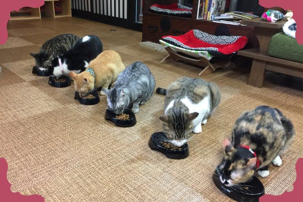 譲渡型 保護猫カフェ 廣島ねこ奉行 ファンクラブへのコメント Campfire キャンプファイヤー 譲渡型 保護猫カフェ 廣島ねこ奉行 ファンクラブへのコメント Campfire キャンプファイヤー