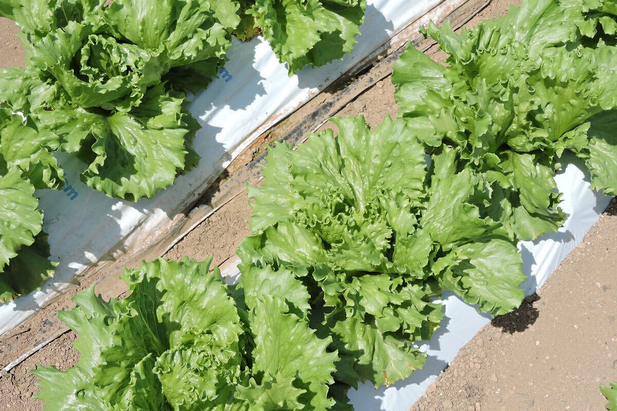 花咲きふきのとう長野県産３００ - 野菜