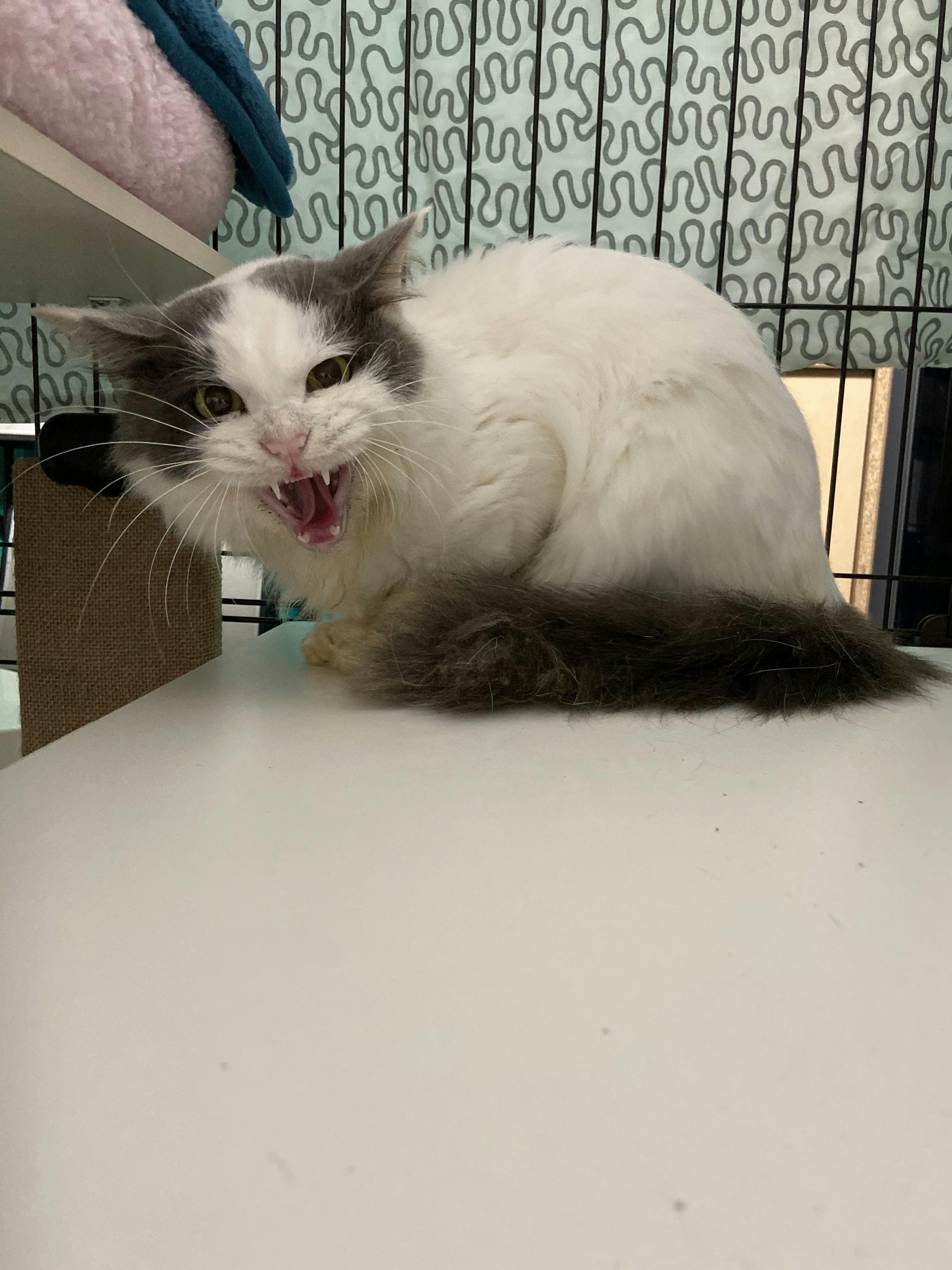 奄美大島の猫を殺処分から救う為の猫カフェ設立 Campfire キャンプファイヤー 奄美大島の猫を殺処分から救う為の猫カフェ設立 Campfire キャンプファイヤー