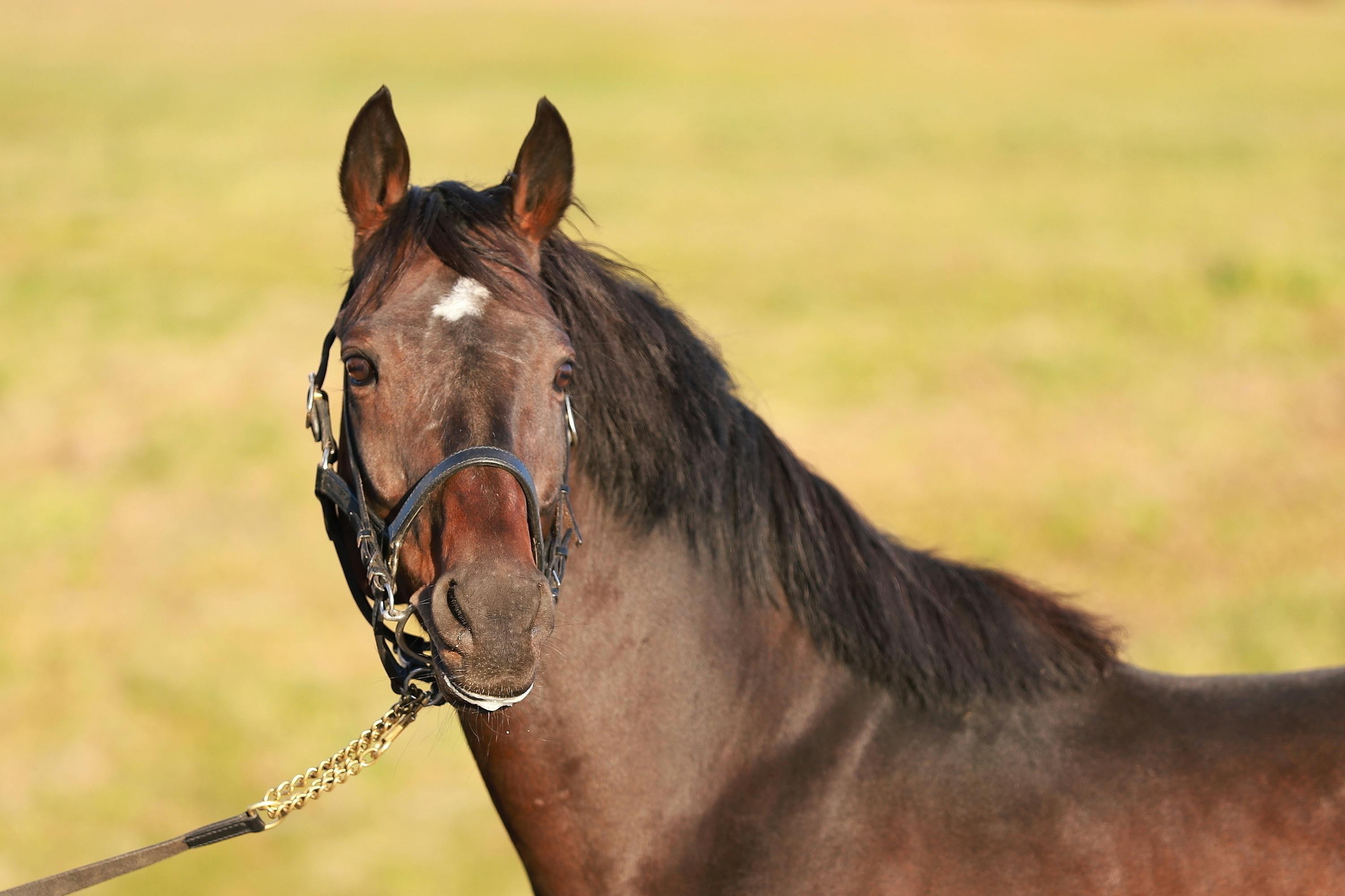 トウカイテイオー後継種牡馬プロジェクト・クワイトファイン種 トウカイテイオー後継種牡馬プロジェクト・クワイトファイン種