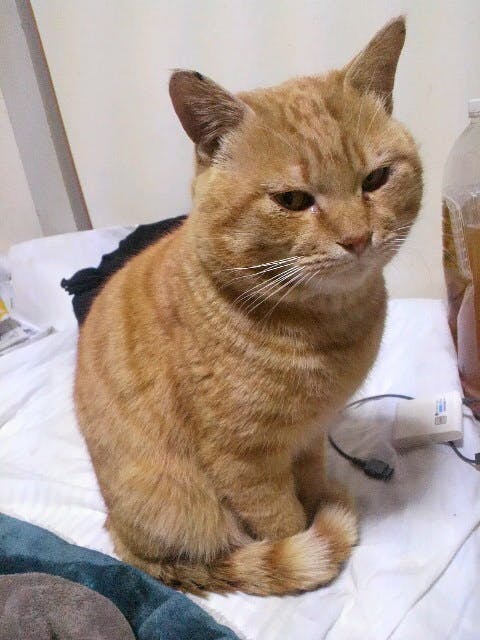 5ちゃんねる立て子 水星虫 さんのねこ餌を支援しよう Campfire キャンプファイヤー 5ちゃんねる立て子 水星虫 さんのねこ餌を支援しよう Campfire キャンプファイヤー