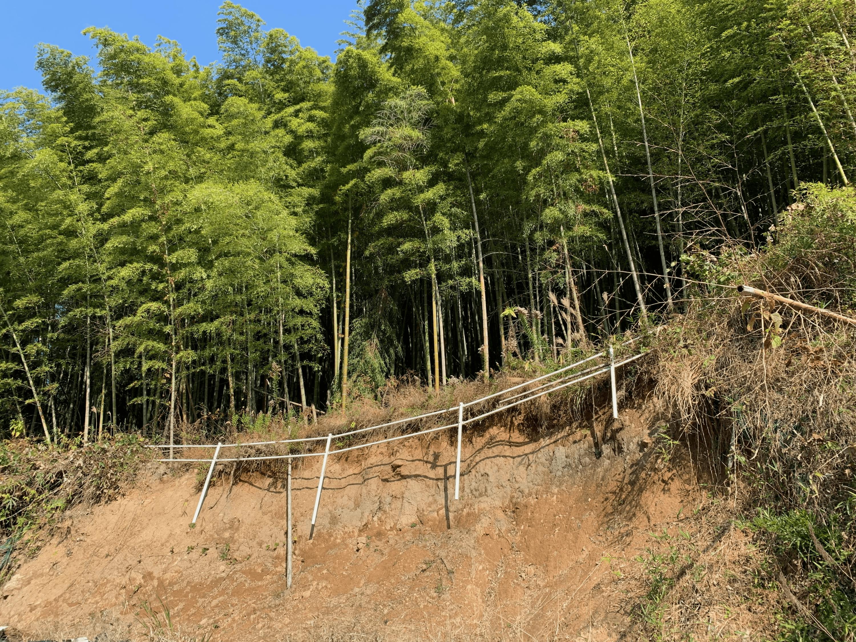 国産筍の危機を救えかぐや姫探し隊 筍の担い手を育成し 竹害から里山を守りたいへのコメント Campfire キャンプファイヤー 国産筍の危機を救えかぐや姫探し隊 筍の担い手を育成し 竹害から里山を守りたいへのコメント Campfire キャンプファイヤー
