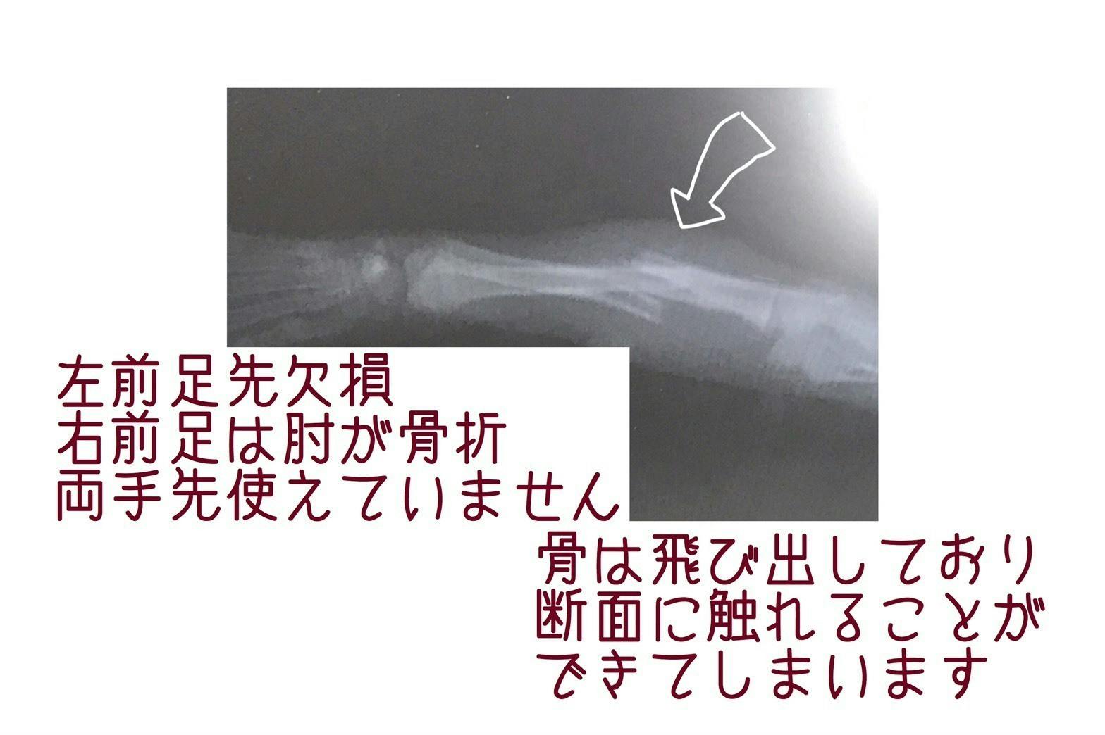 子猫動画 交通事故にあった 前肢骨折 欠損 腹部皮膚喪失 子猫を救いたい Campfire キャンプファイヤー 子猫動画 交通事故にあった 前肢骨折 欠損 腹部皮膚喪失 子猫を救いたい Campfire キャンプファイヤー