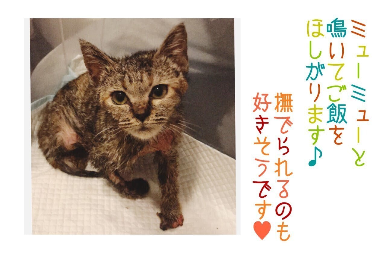 子猫動画 交通事故にあった 前肢骨折 欠損 腹部皮膚喪失 子猫を救いたい Campfire キャンプファイヤー 子猫動画 交通事故にあった 前肢骨折 欠損 腹部皮膚喪失 子猫を救いたい Campfire キャンプファイヤー