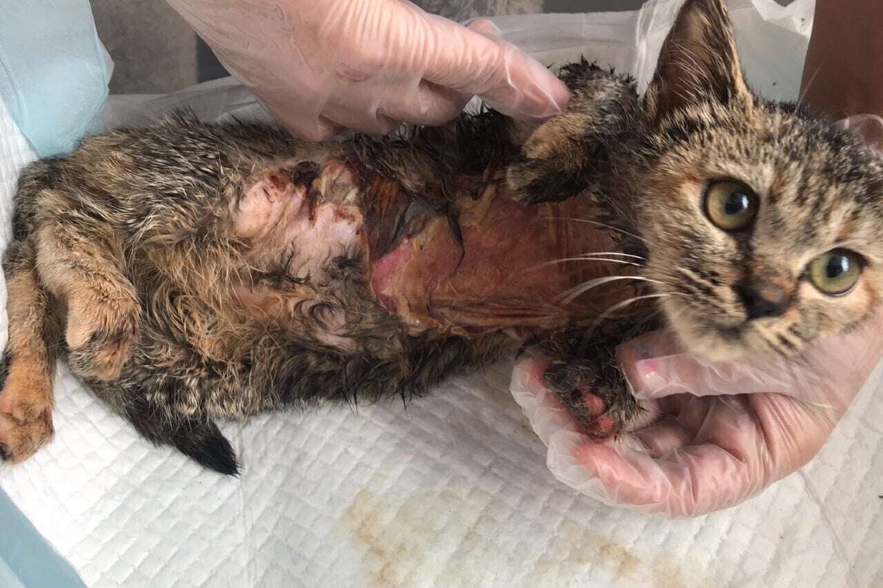 子猫動画 交通事故にあった 前肢骨折 欠損 腹部皮膚喪失 子猫を救いたい Campfire キャンプファイヤー 子猫動画 交通事故にあった 前肢骨折 欠損 腹部皮膚喪失 子猫を救いたい Campfire キャンプファイヤー