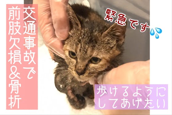 子猫動画 交通事故にあった 前肢骨折 欠損 腹部皮膚喪失 子猫を救いたい Campfire キャンプファイヤー