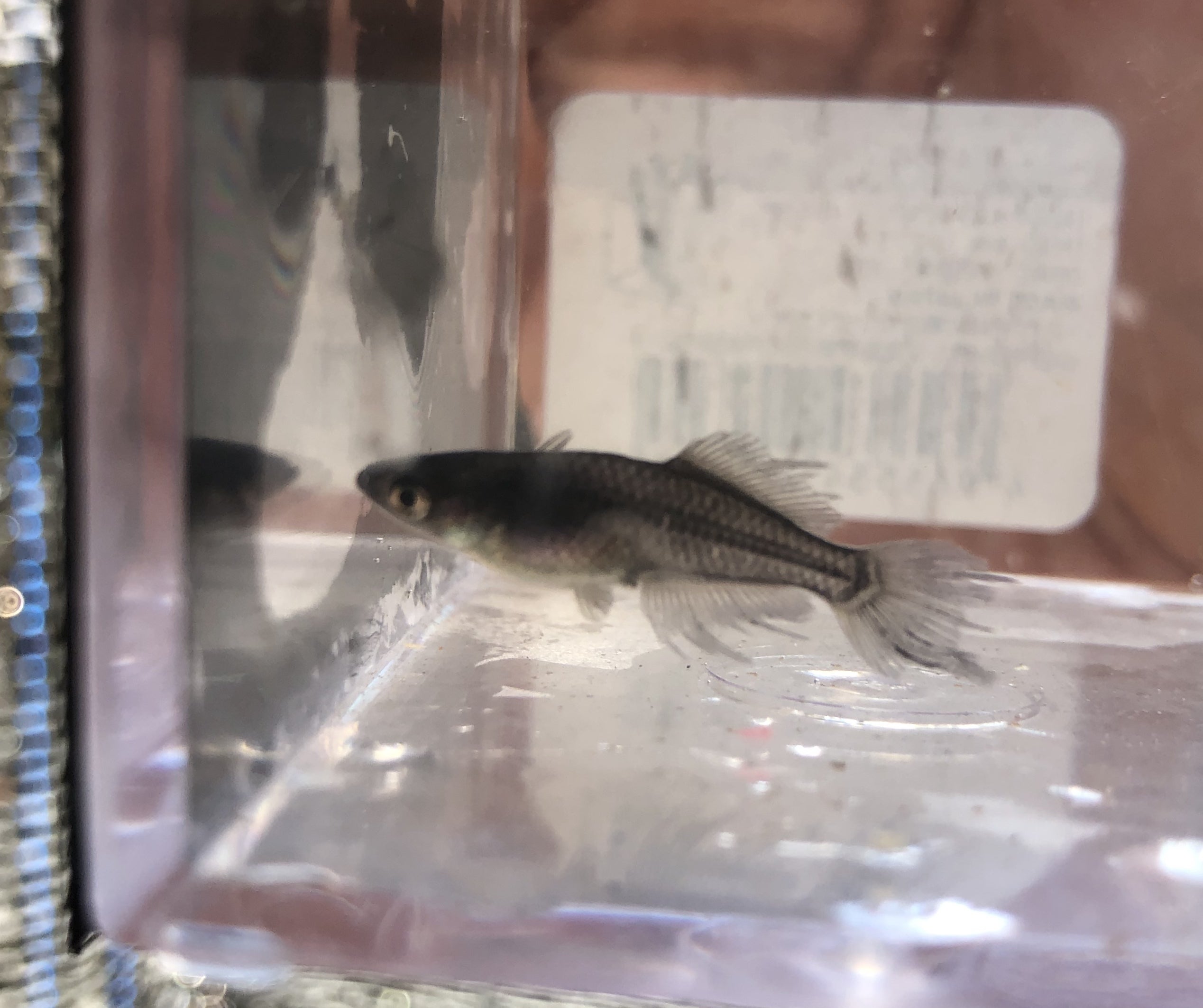 改良メダカ 新種改良 メダカ屋オープン Campfire キャンプファイヤー