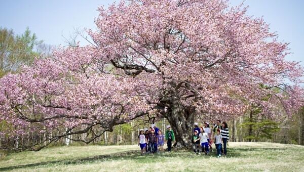 力強く大きく咲き誇っていた一本桜の、元気な姿を取り戻したい