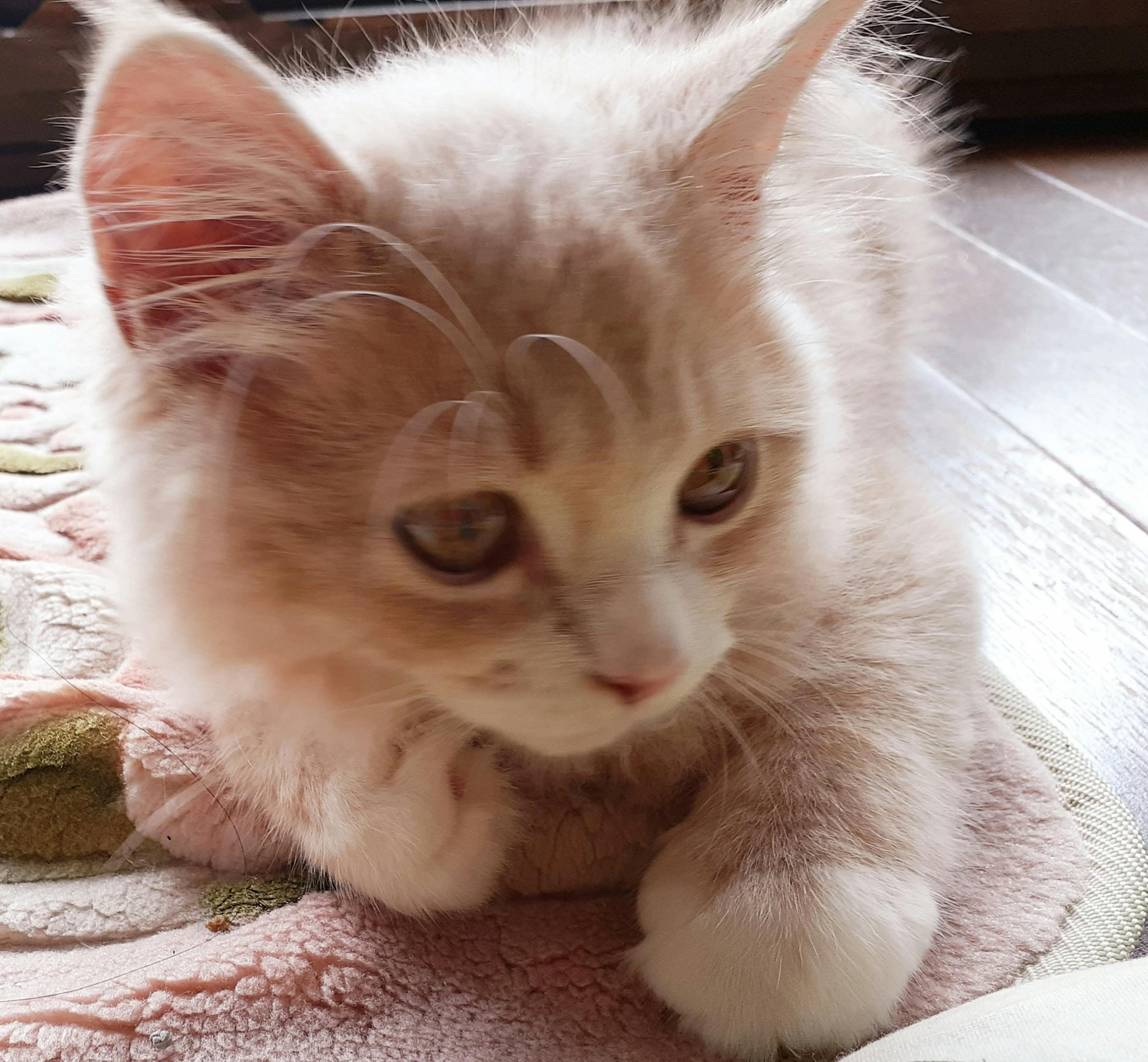 門脈シャントであと1年も生きられない子猫ハジュの手術代ご協力のお願い Campfire キャンプファイヤー 門脈シャントであと1年も生きられない子猫ハジュの手術代ご協力のお願い Campfire キャンプファイヤー