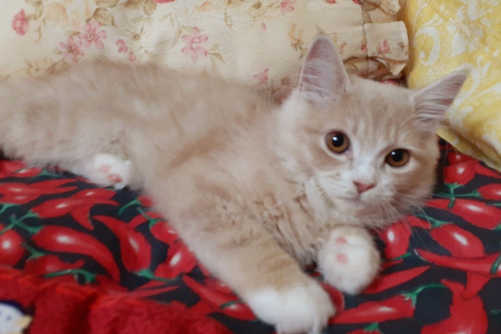 1番目のメイン画像