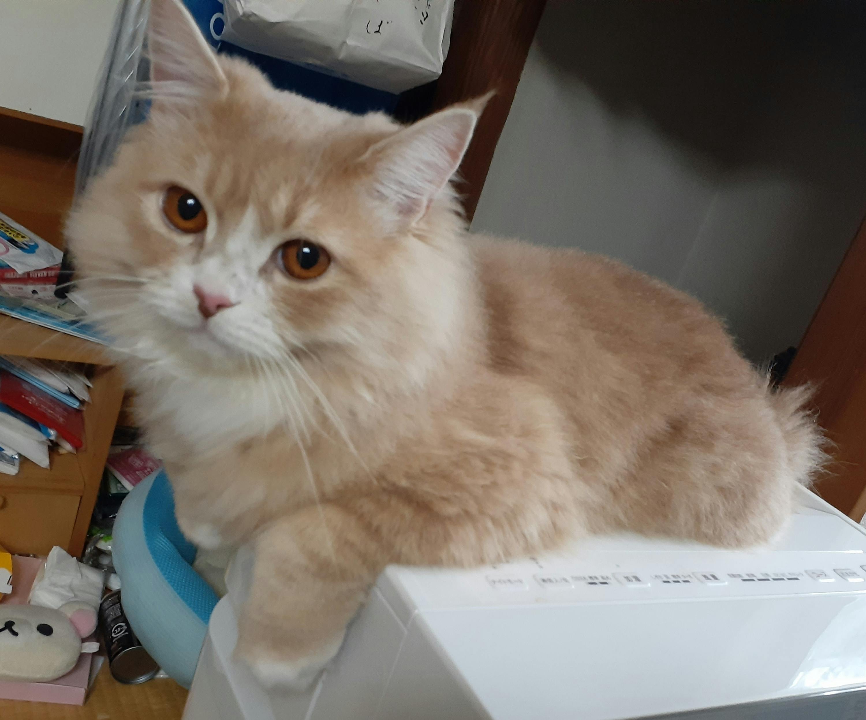 門脈シャントであと1年も生きられない子猫ハジュの手術代ご協力のお願い Campfire キャンプファイヤー 門脈シャントであと1年も生きられない子猫ハジュの手術代ご協力のお願い Campfire キャンプファイヤー