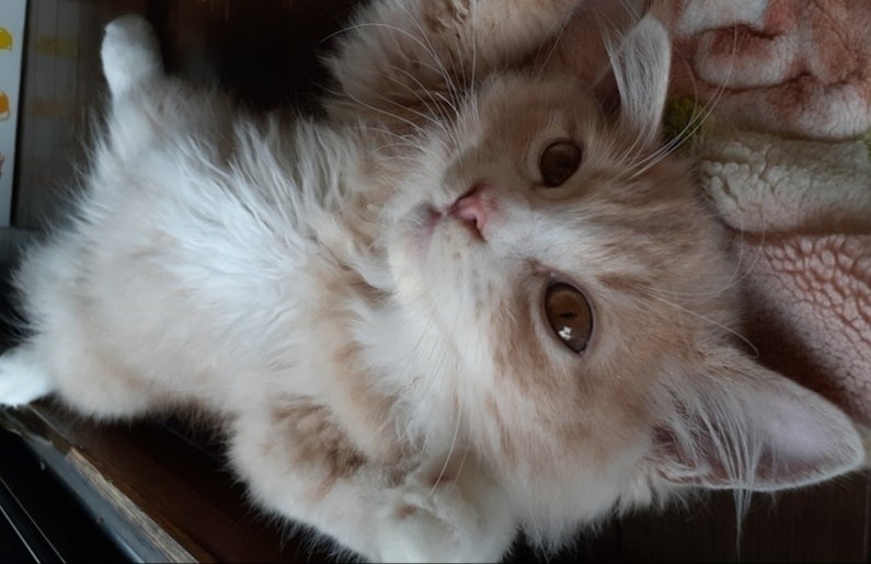 4番目のメイン画像