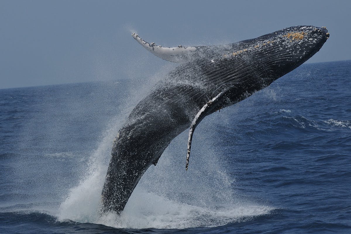 仔クジラをふるさとの地へ帰したい。座間味村のザトウクジラ骨格標本プロジェクト