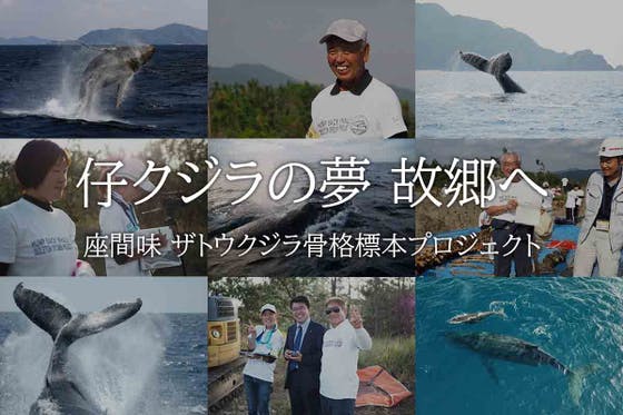 仔クジラをふるさとの地へ帰したい 座間味村のザトウクジラ骨格標本プロジェクトの支援者一覧 Campfire キャンプファイヤー