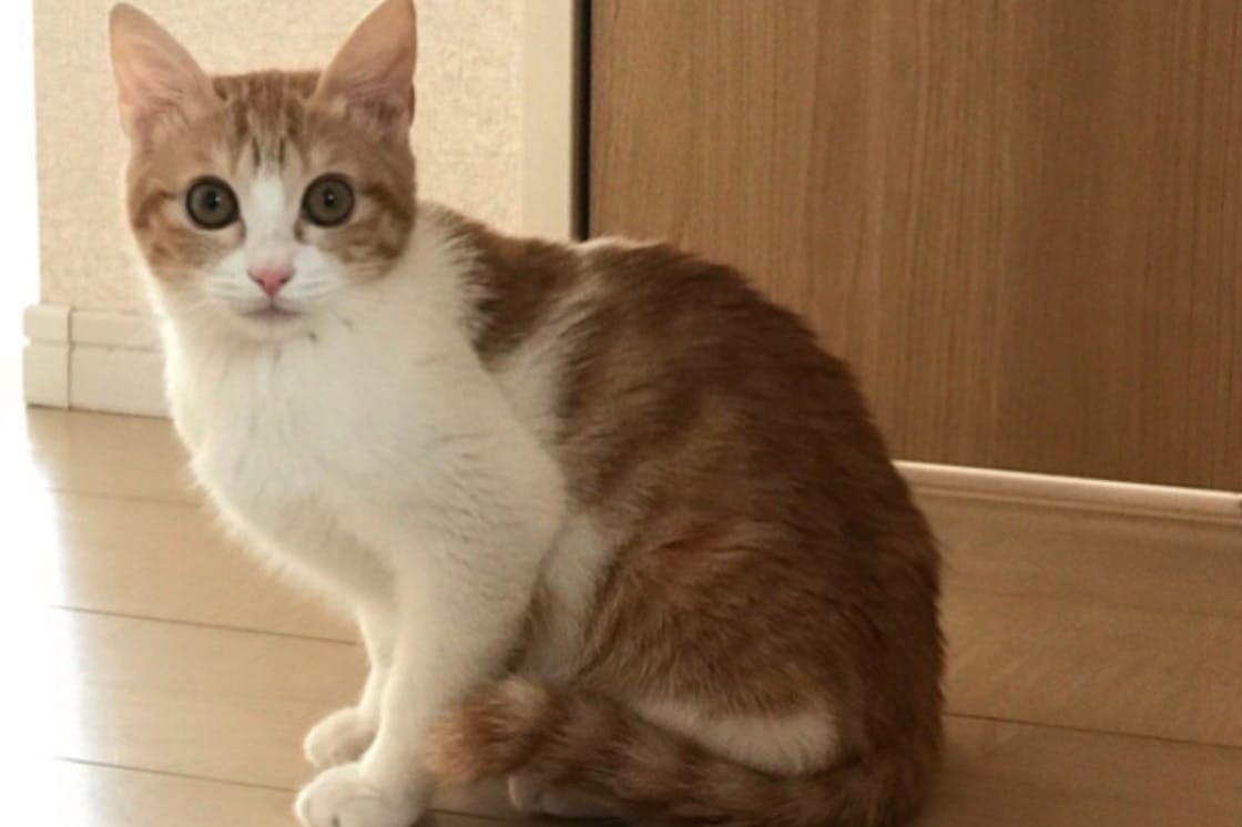 伝染性腹膜炎 Fip の5か月の子猫を助けてください Campfire キャンプファイヤー