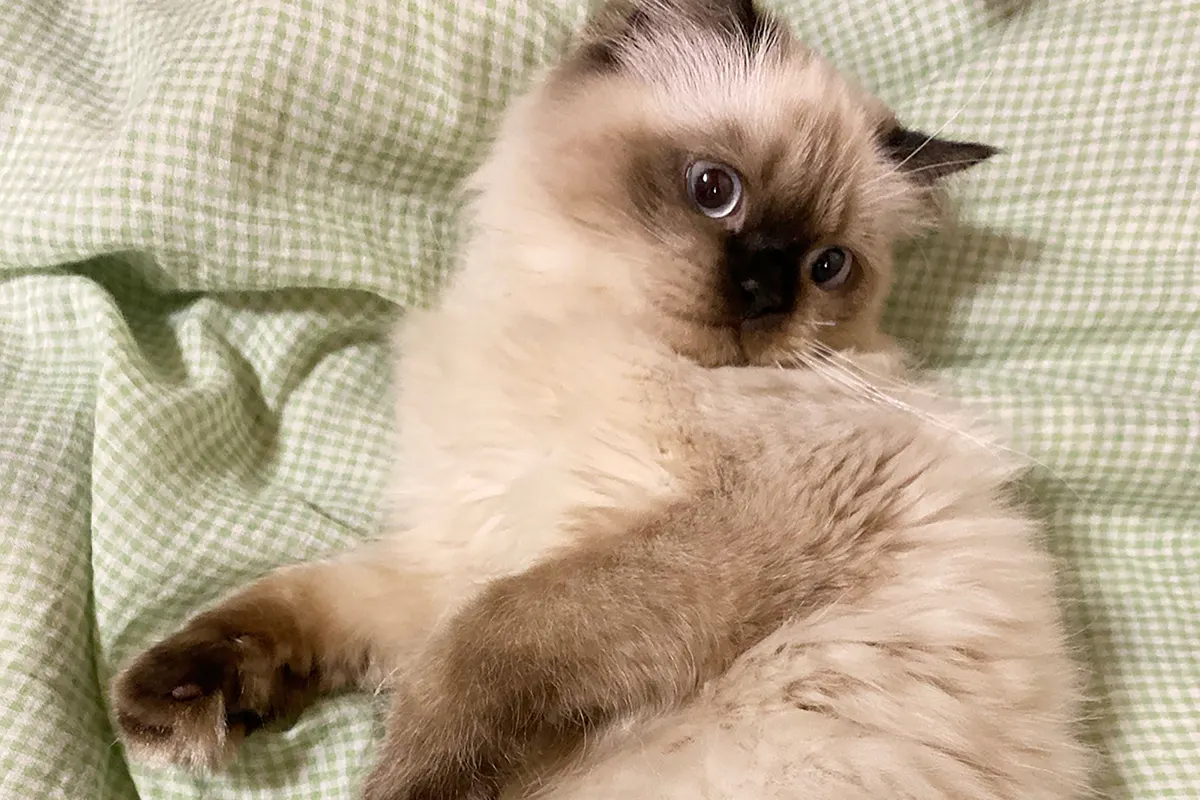 1番目のメイン画像