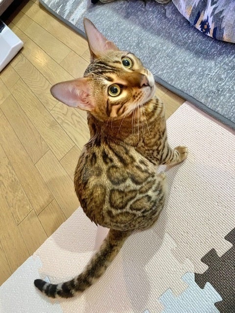 3番目のメイン画像