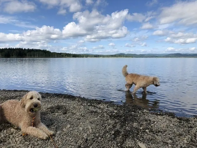 釣り旅 犬旅 みんなが一緒に泊まれるお部屋を作りたい Campfire キャンプファイヤー 釣り旅 犬旅 みんなが一緒に泊まれるお部屋を作りたい Campfire キャンプファイヤー