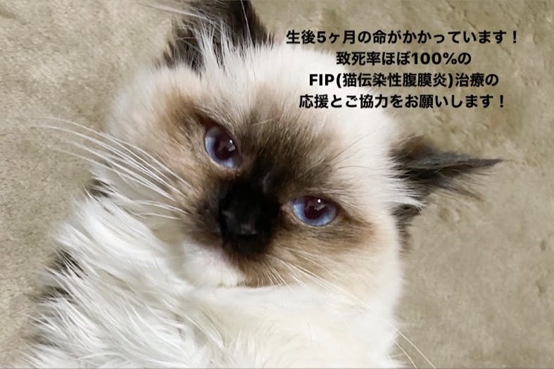 生後5ヶ月の子猫 致死率99 9 のfipという難病から救いたい Campfire キャンプファイヤー