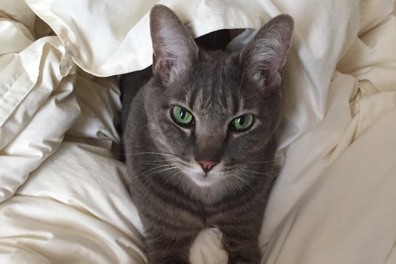 飼い猫が糖尿病で長期治療をしています ご支援をお願い致します Campfire キャンプファイヤー