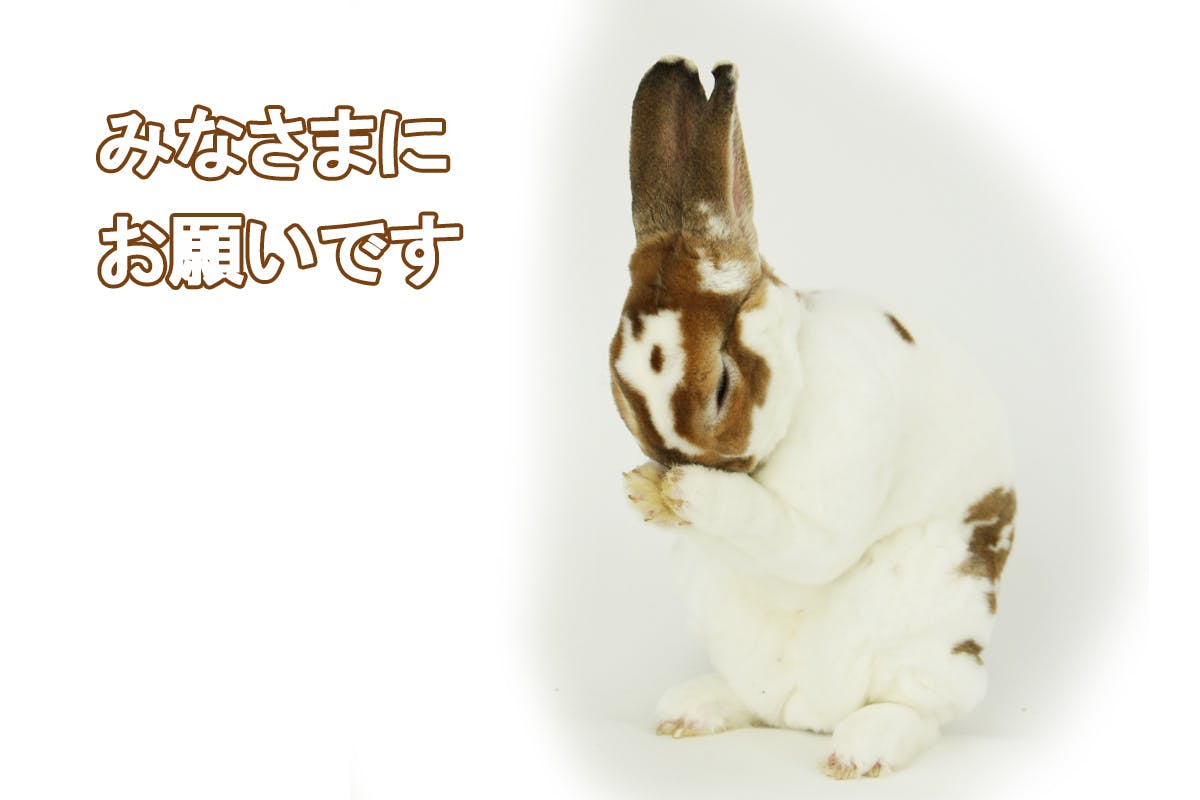 コロナの影響で売り上げ激減 うさぎと店の従業員を助けてください Campfire キャンプファイヤー コロナの影響で売り上げ激減 うさぎと店の従業員を助けてください Campfire キャンプファイヤー