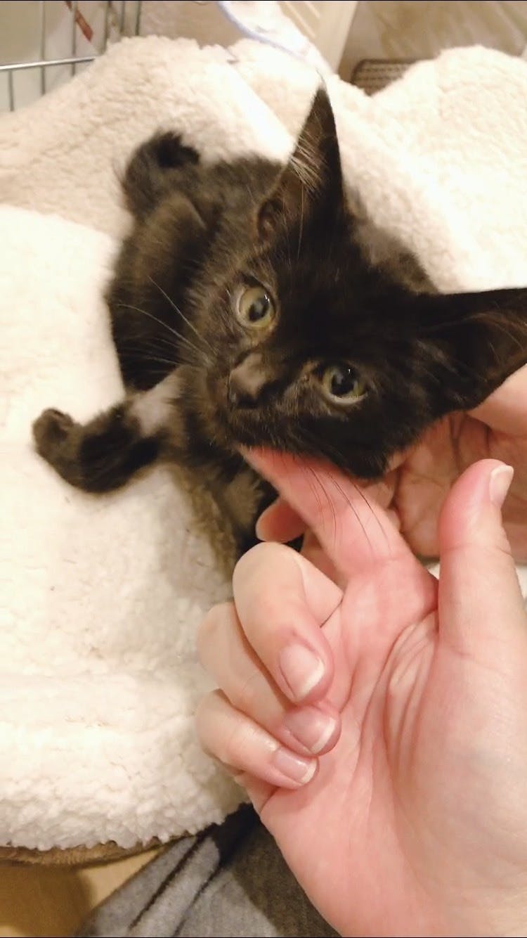 Fip 猫伝染性腹膜炎 治療費ご支援のお願い Campfire キャンプファイヤー Fip 猫伝染性腹膜炎 治療費ご支援のお願い Campfire キャンプファイヤー