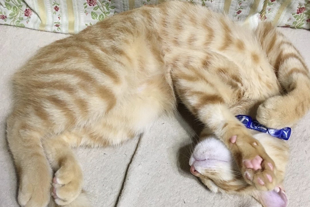 3番目のメイン画像