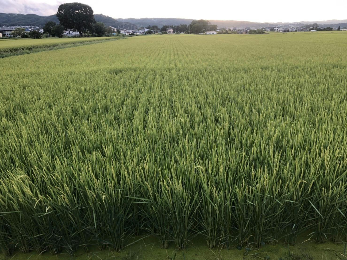 農薬不使用のコシヒカリ 生きもの田んぼのお米 で醸す 夢の日本酒プロジェクト Campfire キャンプファイヤー 農薬不使用のコシヒカリ 生きもの田んぼのお米 で醸す 夢の日本酒プロジェクト Campfire キャンプファイヤー