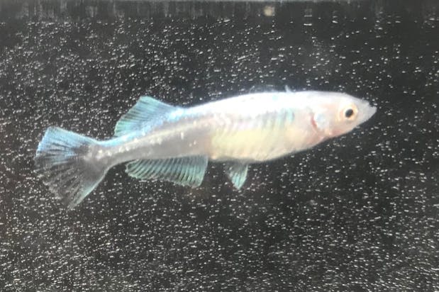 メダカの養殖 販売の事業を拡大したい Campfire キャンプファイヤー メダカの養殖 販売の事業を拡大したい Campfire キャンプファイヤー