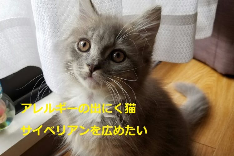 猫アレルギーがでにくいサイベリアンを広めたい。 - CAMPFIRE 