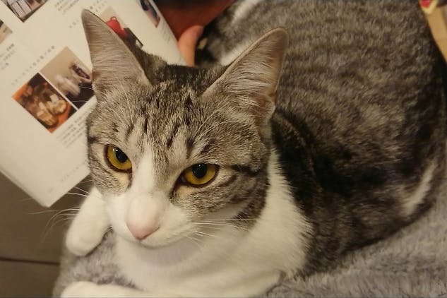 再生性貧血（難病）にかかった愛猫を助けたい！ - CAMPFIRE 